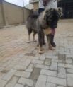 Caucasian Male Dog for Stud/Crossing/Mating in Abuja