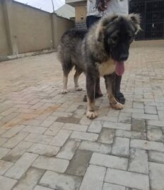 Caucasian Male Dog for Stud/Crossing/Mating in Abuja