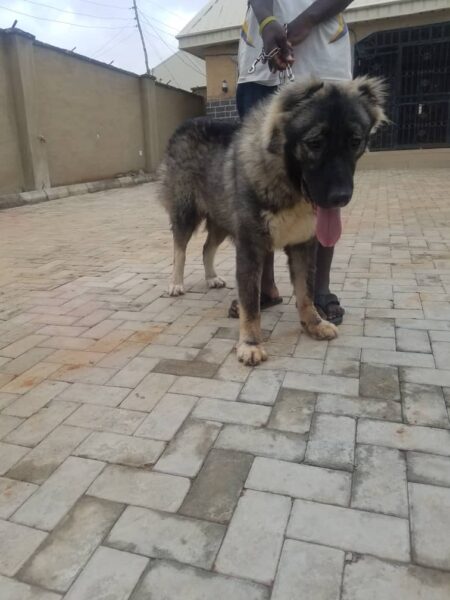 Caucasian Male Dog for Stud/Crossing/Mating in Abuja