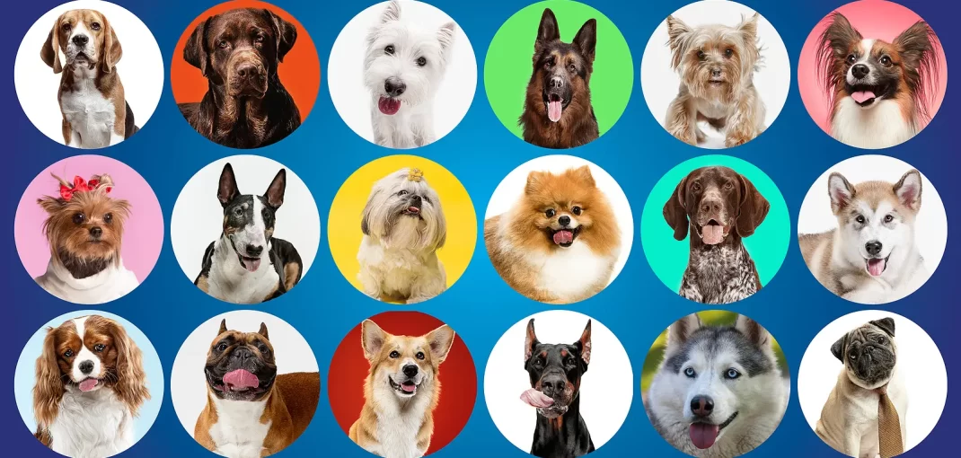 Most Popular Dog Breeds