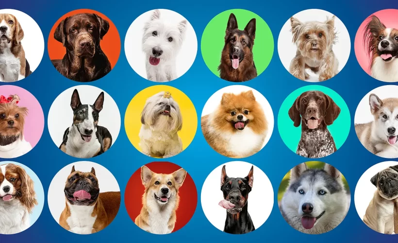 Most Popular Dog Breeds