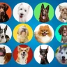 Most Popular Dog Breeds