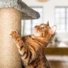 Tips for keeping indoor cats healthy