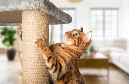 Tips for keeping indoor cats healthy