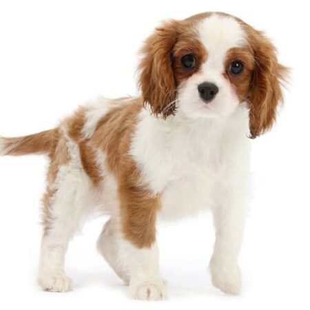 Cavalier King Charles Spaniel