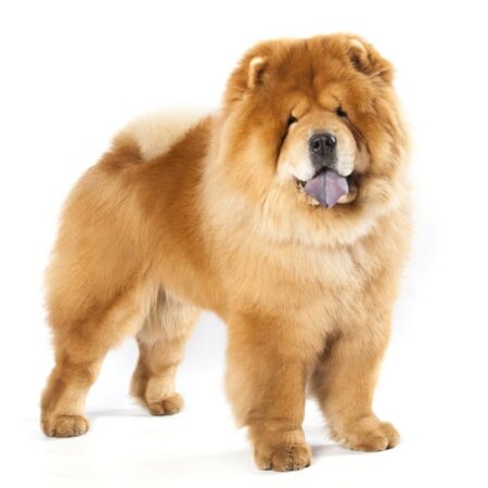 Chow Chow