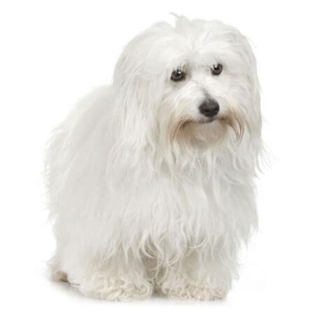 Coton de Tulear