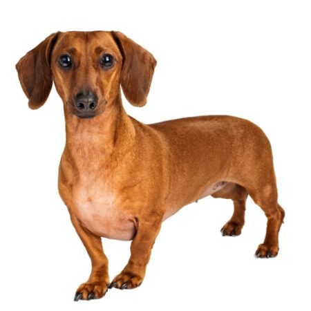 Dachshund