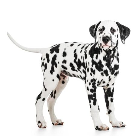 Dalmatian