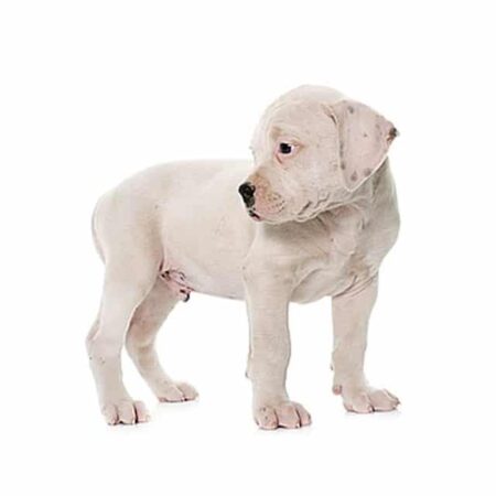 Dogo Argentino