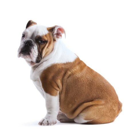 English Bulldog