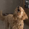Why Does My Dog Bark So Much