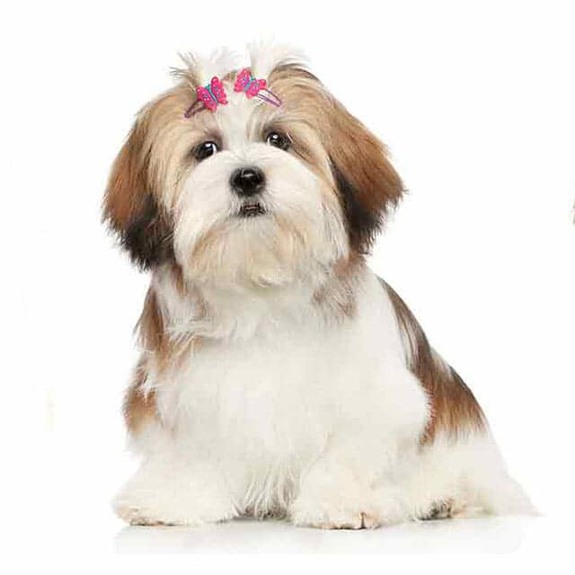 can a lhasa apso live in nigeria