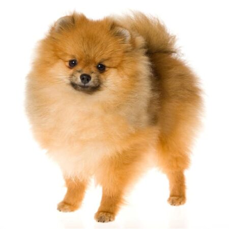 Pomeranian