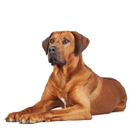 Rhodesian Ridgeback