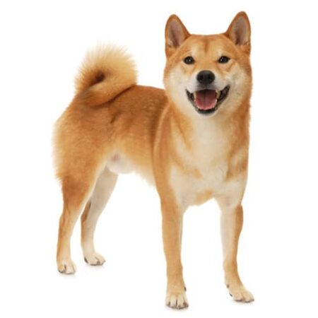 Shiba Inu