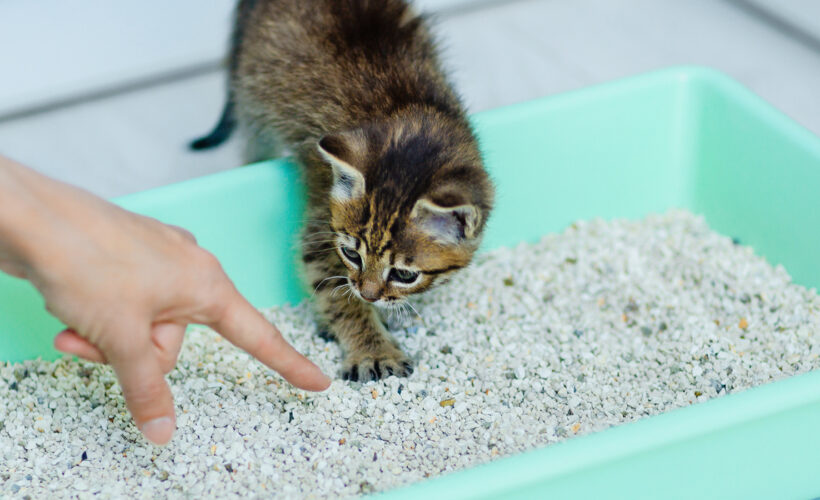 How to Litter Train a Kitten