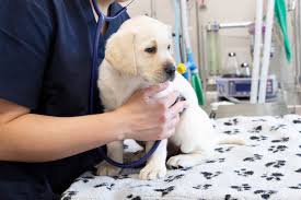 How to Take Care of a Puppy