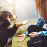 Dog Training Tips for First-Time Owners
