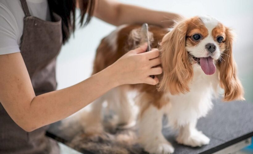 Dog Grooming at Home