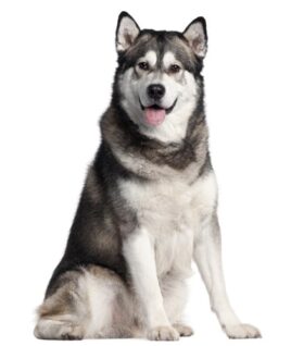 can a alaskan husky live in nigeria