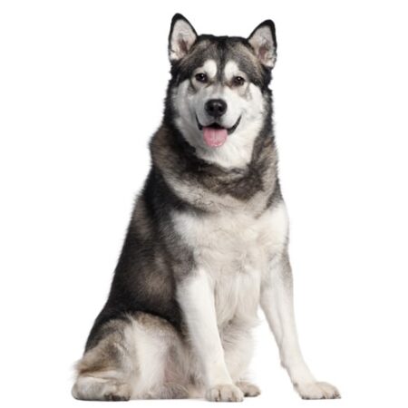 Alaskan Malamute