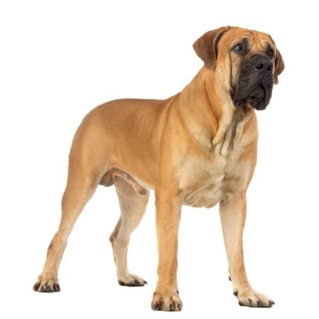 Boerboel