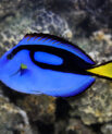 Blue Hepatus Tang - Small