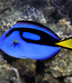 Blue Hepatus Tang - Small