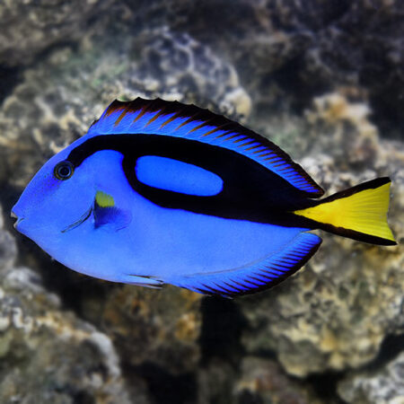 Blue Hepatus Tang - Small