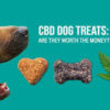 CBD For Dogs – Functions & Benefits