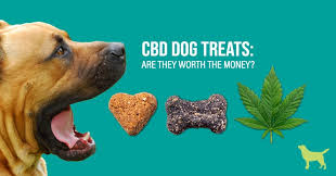 CBD For Dogs – Functions & Benefits