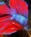 Doubletail Halfmoon Betta - Male