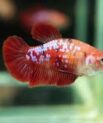 Female Koi Betta (Betta splendens)