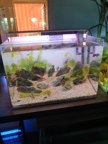 Frameless Freshwater Aquarium Kit