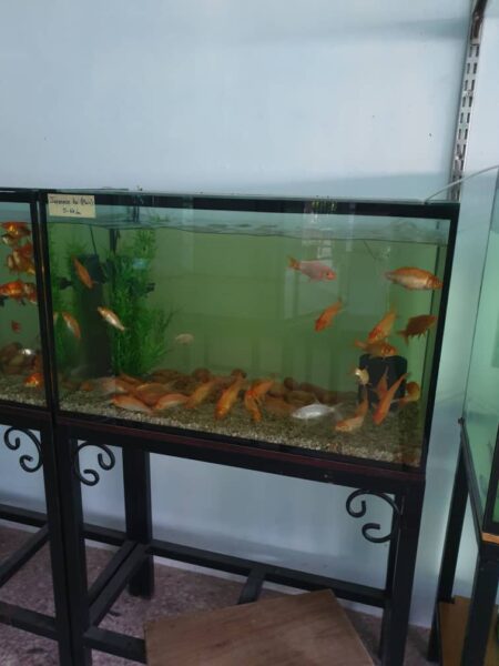 Aqueon Standard Glass Aquarium Tank