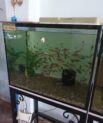 Aqueon Frameless Cube Aquarium