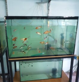 Aquarium for Sale in Abuja