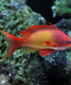 Lyretail Anthias - Female