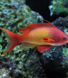 Lyretail Anthias - Female