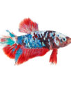 Male Galaxy Koi Betta (Betta splendens)