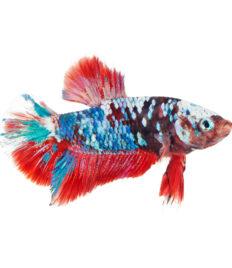 Male Galaxy Koi Betta (Betta splendens)