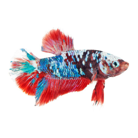 Male Galaxy Koi Betta (Betta splendens)