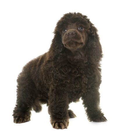 Standard Poodle