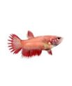 Red Crowntail Betta - Female