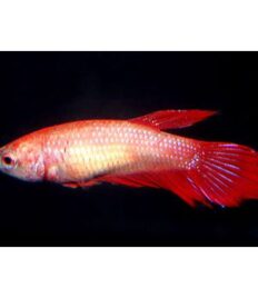 Red Female Veiltail Betta