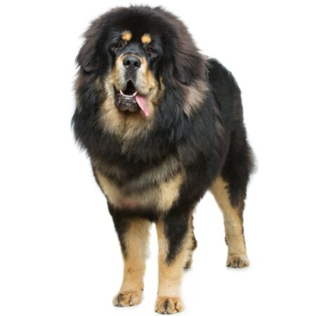 Tibetan Mastiff