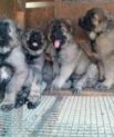 Caucasian Dogs & Puppies for Sale