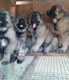 Caucasian Dogs & Puppies for Sale