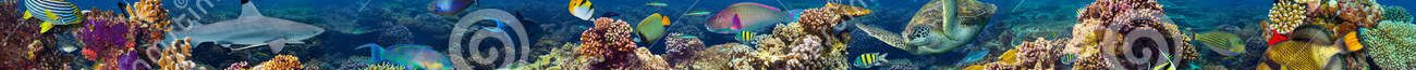 Fish banner 2